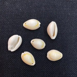 Close-up of five polished natural cowrie shells with pre-drilled holes for DIY jewelry