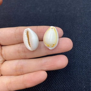 Polished natural shell beads with pre-drilled holes for DIY jewelry and necklaces