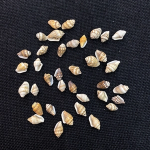 Set aus natürlichen Muscheln und Seeschnecken für Aquarien Deko und DIY Bastelarbeiten