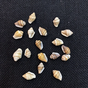 Natürliche 1-2cm Mini-Muscheln für Aquarium-Deko und DIY-Schmuckherstellung