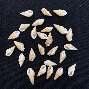 Coquillages naturels en spirale avec trous percés pour bijoux DIY et décoration