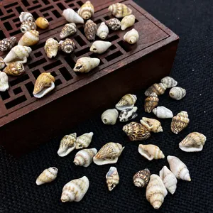 Close-up of varied natural sea snail shells for aquarium landscaping and DIY jewelry crafts