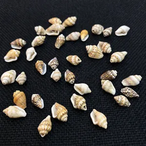 Close-up of mixed natural sea shells for fish tank landscaping and DIY jewelry making accessories