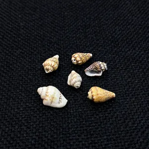 Macro view of natural flower snail seashells for DIY jewelry and fish tank decor
