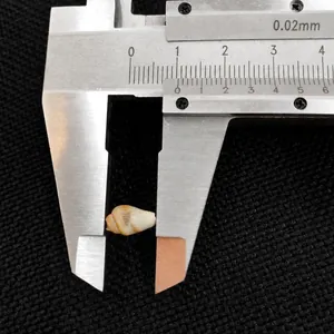 Close-up measurement of a natural conch shell bead using a precision vernier caliper.