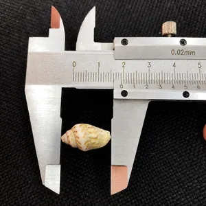 Detailed macro view of a small natural spotted sea snail shell being measured with a caliper