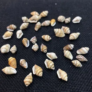 Natural small sea shells for aquarium landscaping and handmade DIY jewelry accessories