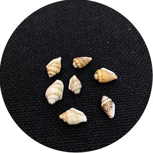 Seven natural mini sea shells on black background for aquarium decor and DIY jewelry