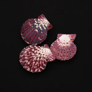 Macro detail of three natural scallop shells with deep purple and red radiant rib patterns