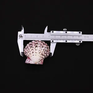Macro detail of natural red seashell showing measurement with a digital caliper