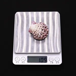 Macro shot of a 10.9g natural deep red scallop shell showing texture on a digital scale