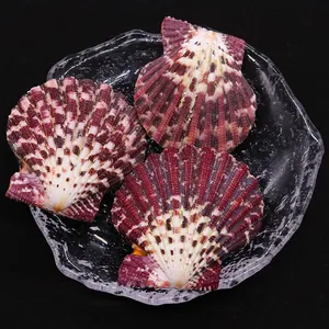Three pieces of natural scallop shells with deep purple and white radial textures