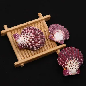 Three natural red and purple spotted scallop shells for DIY crafts on a bamboo stand