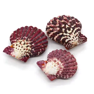Three natural deep red fan-shaped scallop shells for DIY crafts and home decoration