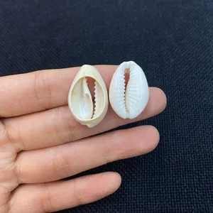 Polished natural cowrie shells in hand for DIY jewelry making and shell craft necklaces