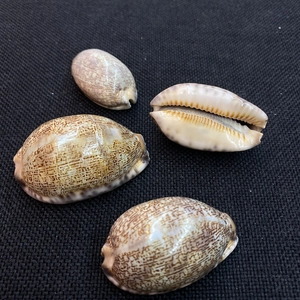 Dettaglio macro di quattro conchiglie naturali lucide con motivi maculati marroni e finitura lucida
