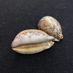 Macro di conchiglie naturali di ciprea tigre con motivo maculato e trama lucida