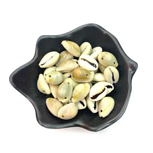 Makro-Detail natürlicher Kaurimuscheln mit unregelmäßigen Formen für DIY-Schmuckherstellung