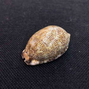 Conchiglia di ciprea naturale con motivi marroni e superficie liscia su tessuto nero