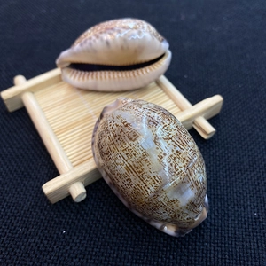 Dettaglio di conchiglie di ciprea naturali con motivi marroni su un supporto di bambù