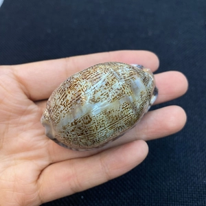 Perla di conchiglia naturale con motivo a griglia marrone tenuta in mano per misura