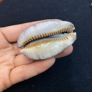 Perla di conchiglia naturale mostrata a mano con superficie liscia e striature brune