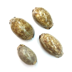 Set di quattro conchiglie di ciprea naturali lucide con motivi maculati marroni decoro