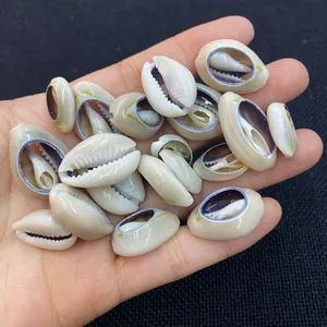 Macro detail of natural cowrie shells held in hand showing 15-25mm size and purple edges