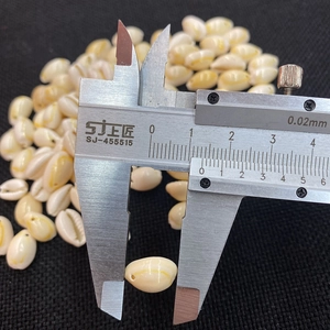 Macro shot of natural cowrie shell measuring 1.5cm with professional vernier caliper