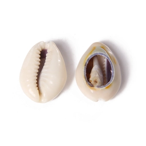 Macro detail of natural cowrie shell charms with gold edge for DIY jewelry making