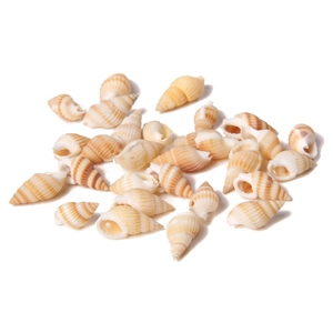 Close-up of natural gold-edged spiral seashells for DIY jewelry making and crafts