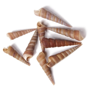 Macro detail of natural long spiral sea shells with gold plated edges for DIY jewelry making