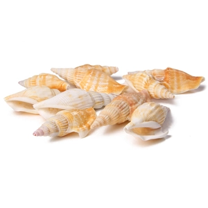 Detailed macro shot of natural spiral seashells with gold-plated edges and orange stripes