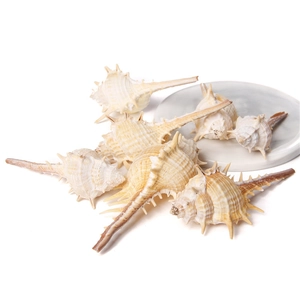 Macro detail of natural murex shells with sharp spines and gold plated edges for DIY jewelry