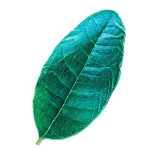 Winter flannel blanket in a creative dark green leaf shape with realistic vein texture