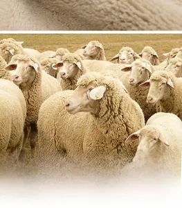 Detail of premium wool fibers and sheep grazing for warm winter heavy fleece set