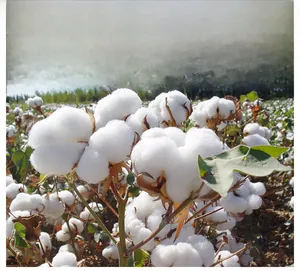 Detail showing natural cotton field source for breathable and wear-resistant fabric quality