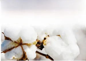 Dettaglio del cotone naturale di alta qualità usato per il tessuto di jeans denim pregiati