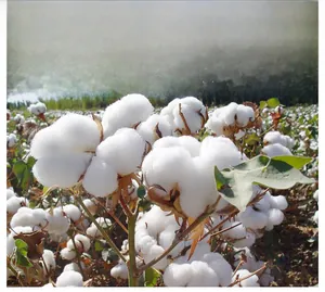 Close-up of natural raw cotton in field showing material comfort and durability
