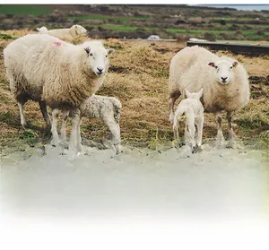 Dettaglio con pecore sull'erba per rappresentare la qualità della lana morbida e pregiata