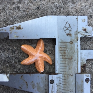 Detailaufnahme eines 2,5cm orangefarbenen Seesterns aus Harz mit strukturierter Oberfläche