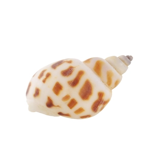 Natural spotted conch shell for marine micro landscape and aquarium decoration