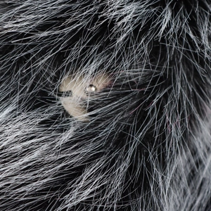 Detailed close-up of soft black faux fur texture with elegant silver-white long fibers