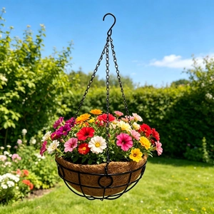 Hanging basket with iron chain and coconut coir liner featuring colorful petunias