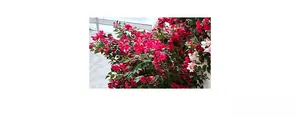 Dettaglio ravvicinato di fiori di bouganville magenta con fogliame verde lussureggiante