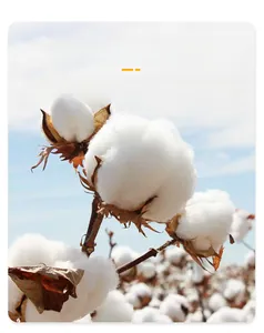 Close-up of premium raw long-staple cotton fibers showcasing natural softness and quality