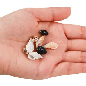 Detailaufnahme von gemischten natürlichen Mini-Meeresmuscheln für DIY-Bastelarbeiten