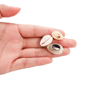 Detail of natural cowrie shells in palm for size scale, DIY jewelry shell accessories