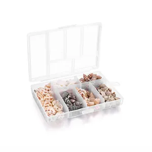 Detail der transparenten 6-Fach-Aufbewahrungsbox gefüllt mit bunten gemischten Muscheln