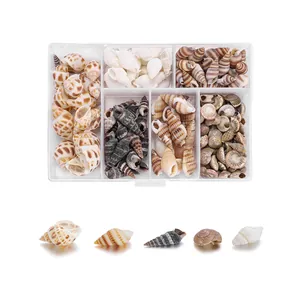 Natürlicher Muschel Schnecken Mix Mehrere Raster Box DIY Schmuckherstellung Bastelmaterial Heim Aquarium Dekor Zubehör